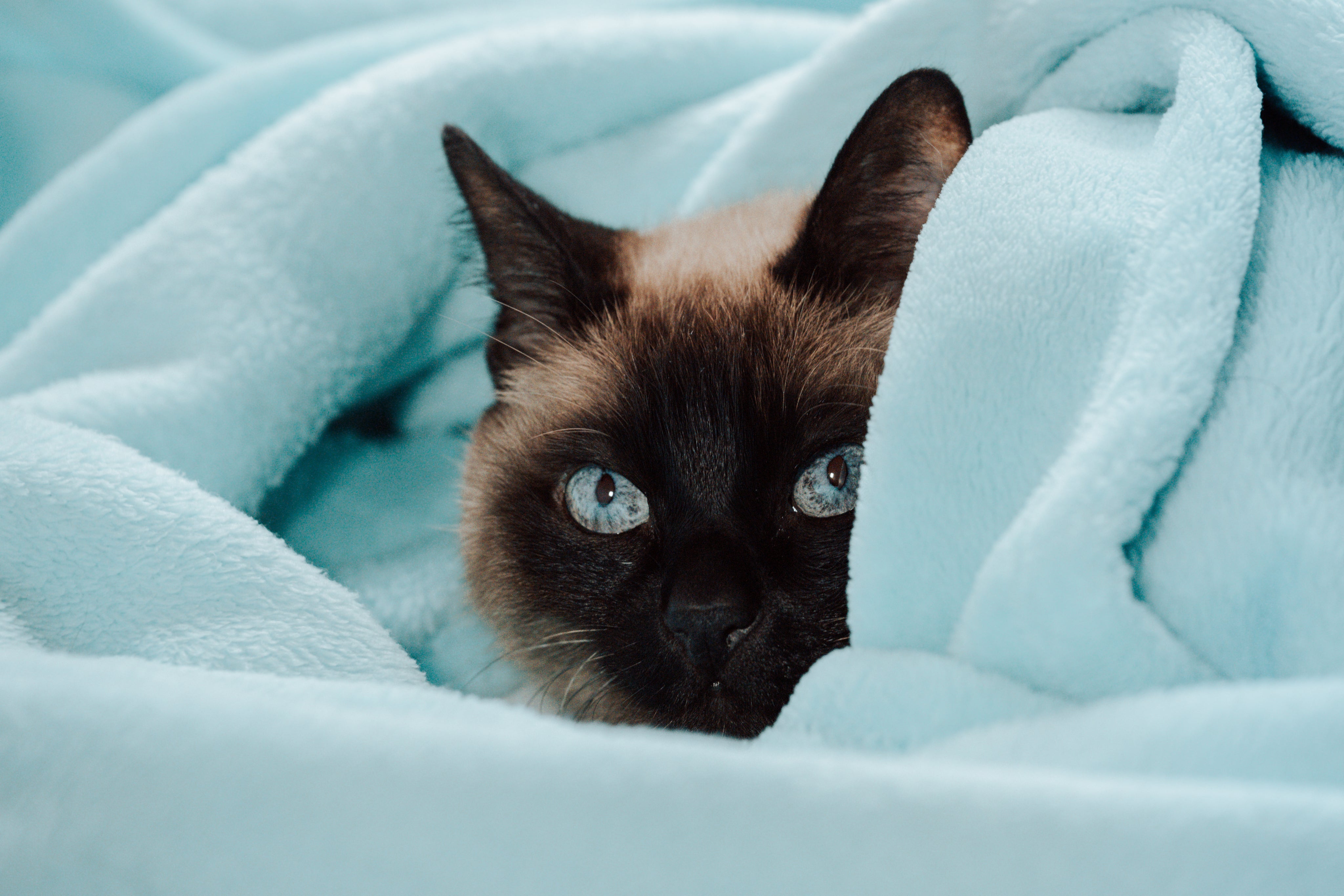 files/cat-peeks-out-of-a-blue-blanket.jpg
